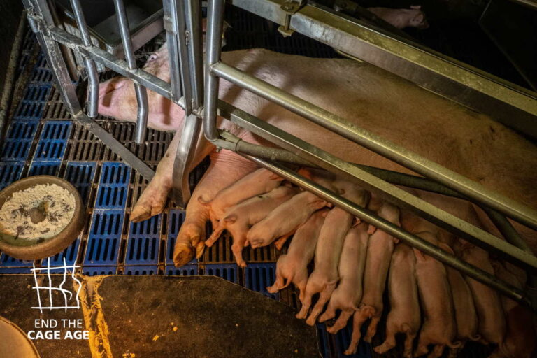 Pas d'interdiction de l'élevage en cage : recours déposé contre la Commission européenne