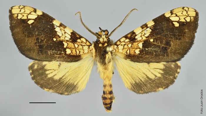 papillon Pérou