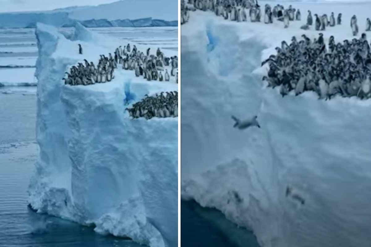 On aimerait avoir le courage de ces pingouins qui se jettent des falaises de l'Antarctique