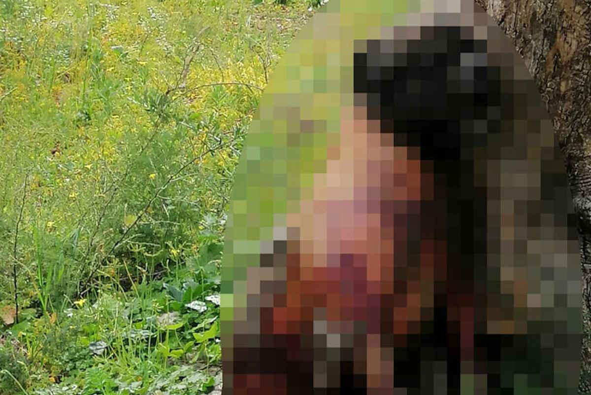 Chien retrouvé pendu à un arbre : horreur à deux pas de Palerme