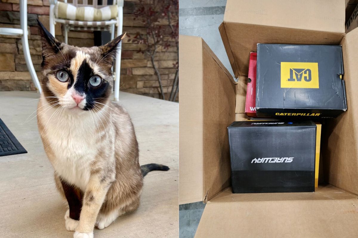 Ils envoient accidentellement un chat dans un colis Amazon : miraculeusement vivant, il embrasse à nouveau sa famille après 6 jours