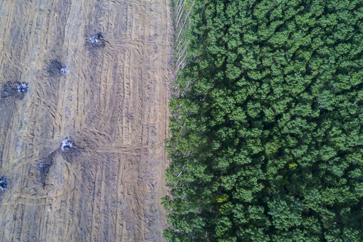 deforestazione abitudini consumo