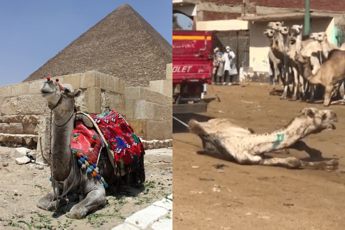 egitto cammelli