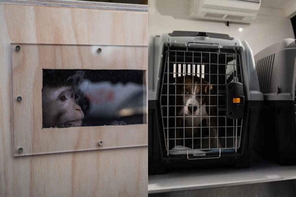 Chiens beagles et singes saisis pour mauvais traitements dans des laboratoires de recherche de Vérone : une nouvelle vie sans cruauté commence pour eux