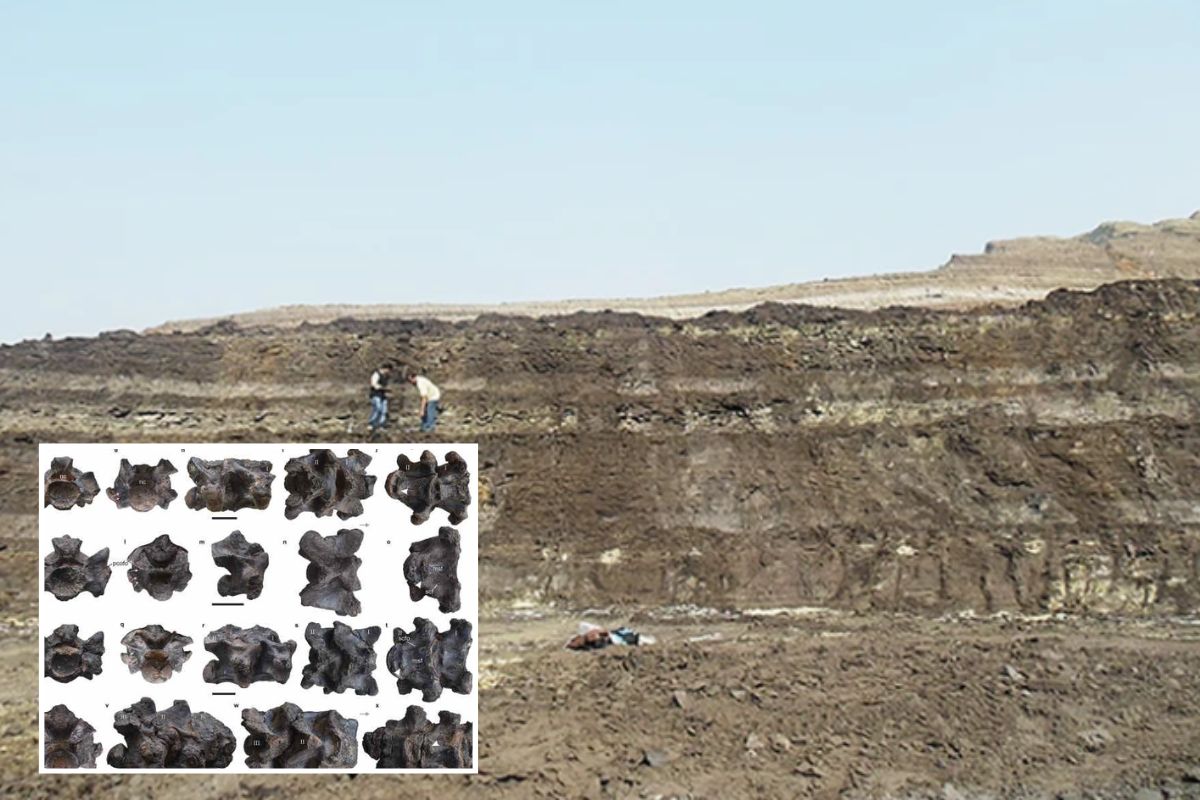 Des restes fossiles d'un serpent préhistorique géant d'Inde ont été découverts, parmi les plus grands jamais existés