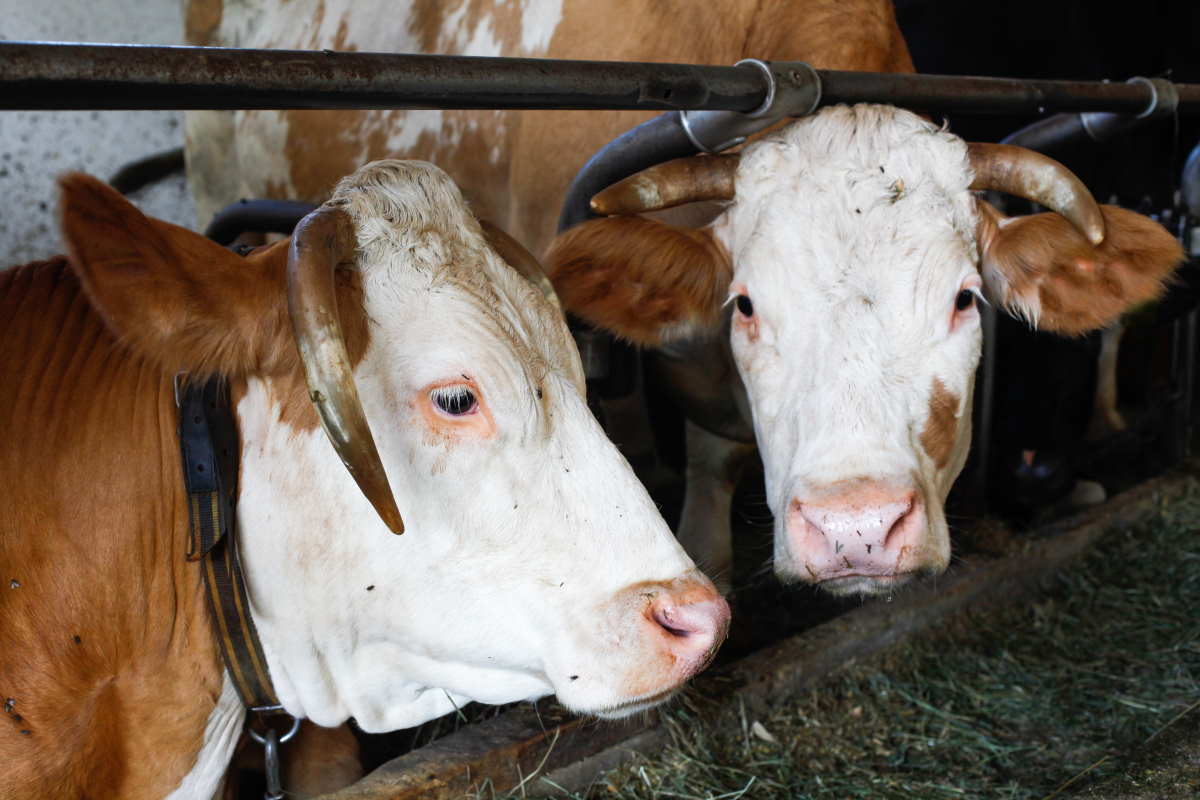 La FAO a ainsi favorisé le lobby de la viande et de l'élevage intensif : l'accusation de deux scientifiques