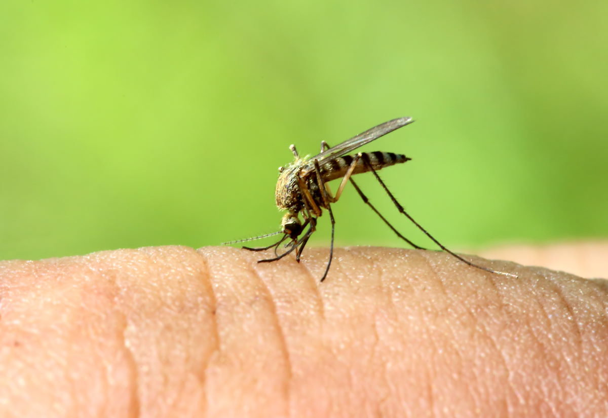 Le moustique du paludisme est revenu dans cet endroit des Pouilles, n'ayant pas été vu en Italie depuis 50 ans