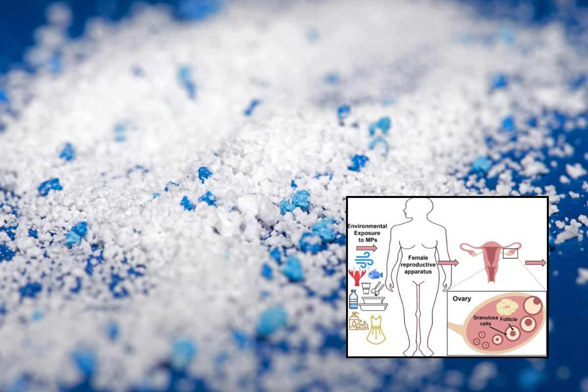 ovaie e microplastiche