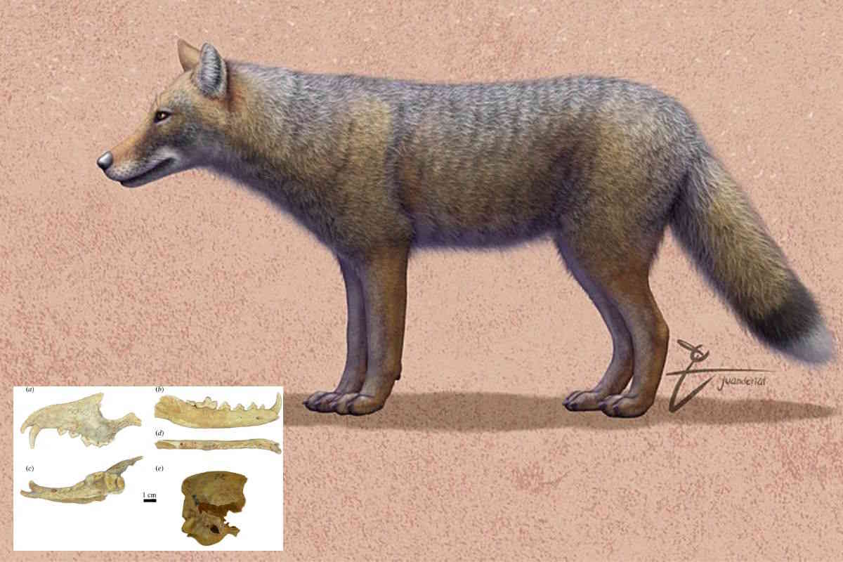 volpa scoperta