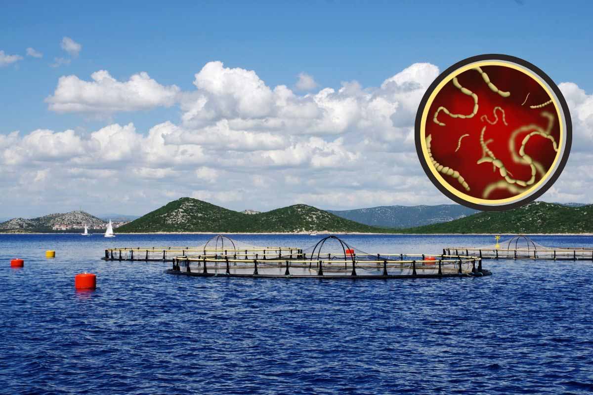 parassiti pesce allevamenti intensivi