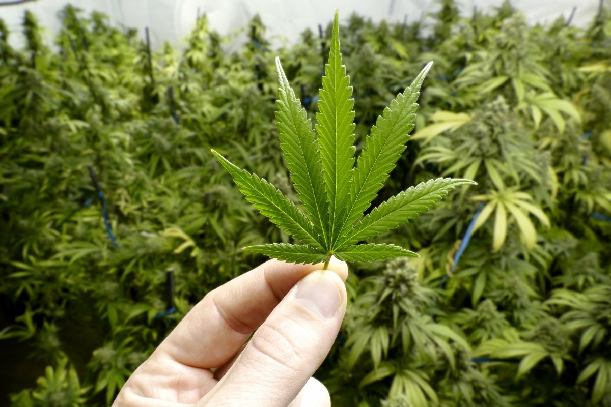 origine della cannabis