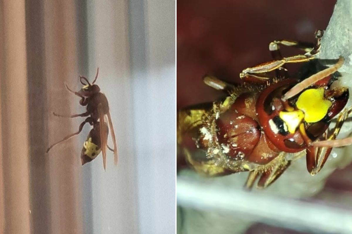 vespa orientalis