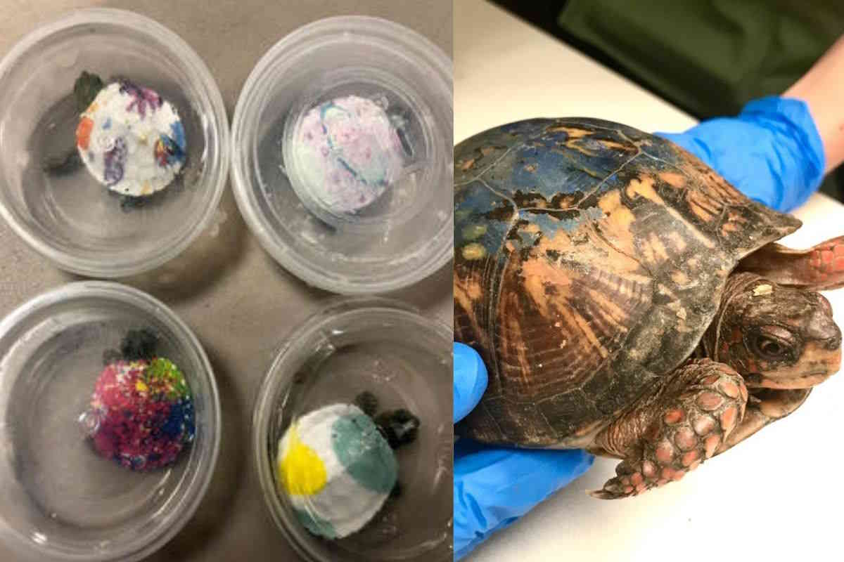 tartarughe carapace colorato