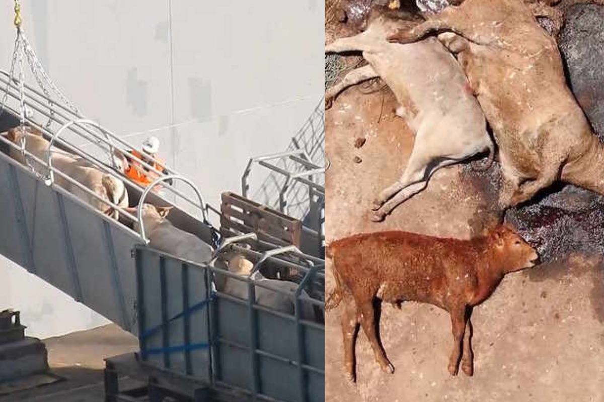 Transport d'animaux vivants : l'odyssée de milliers de bovins, ovins et porcins exportés d'Europe vers les abattoirs du Moyen-Orient (IMAGES FORTES)