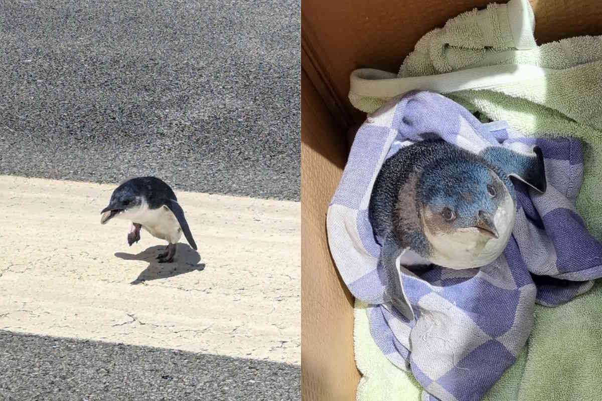pinguino NZ