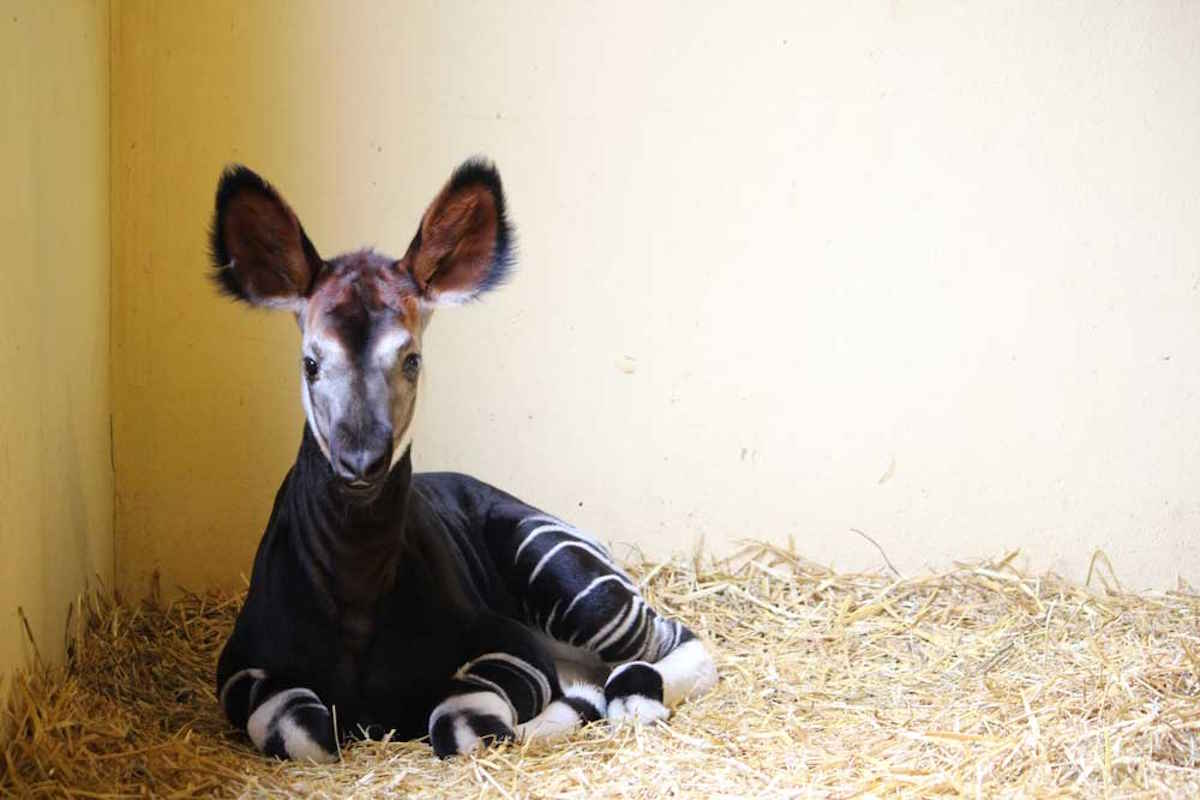 Un rare (et adorable) chiot Okapi est né en Italie, mais malheureusement il est enfermé dans un zoo et son espèce risque de disparaître