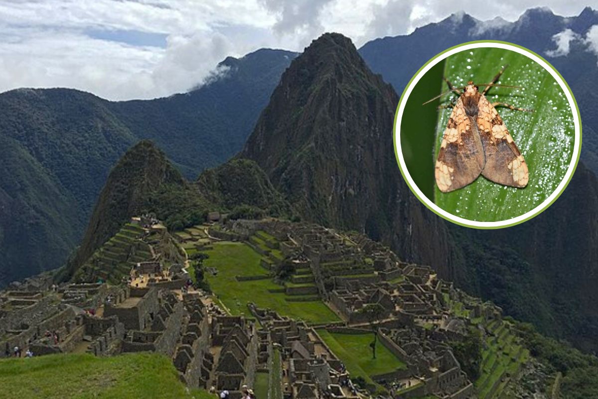 farfalla Machu Picchu