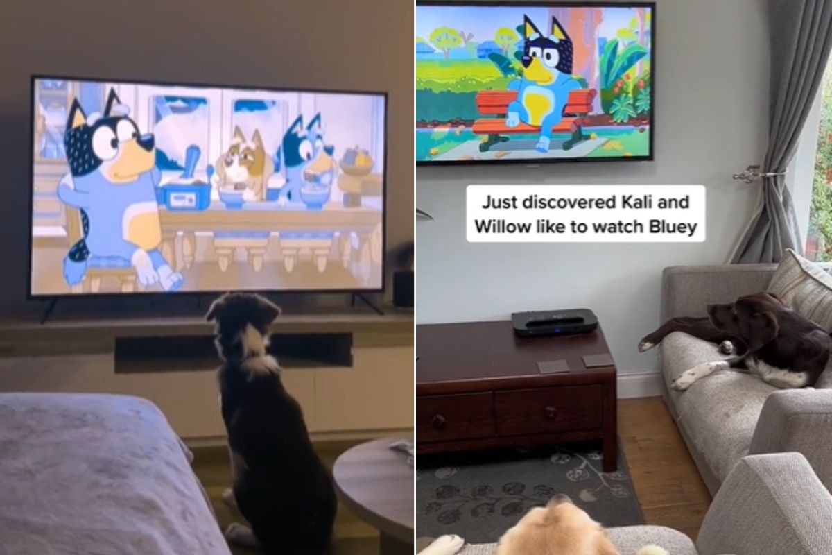 Votre chien regarde-t-il aussi la série Bluey ?  Il y a une raison (que vous ne connaissez peut-être pas)