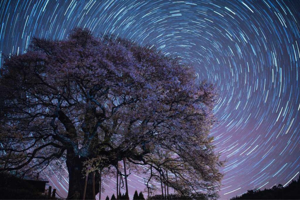 Yozakura : les merveilleuses fleurs de cerisiers japonais la nuit - JHM