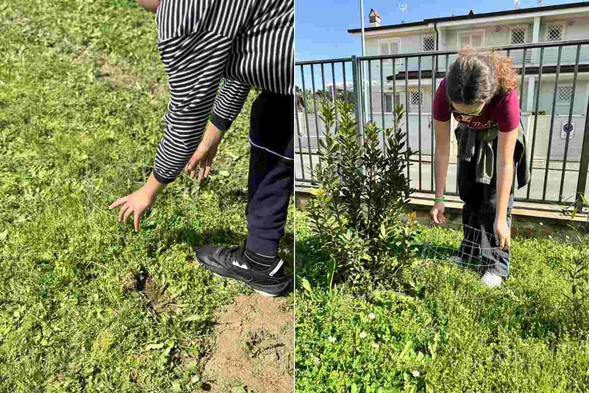 orchidée de la nouvelle école