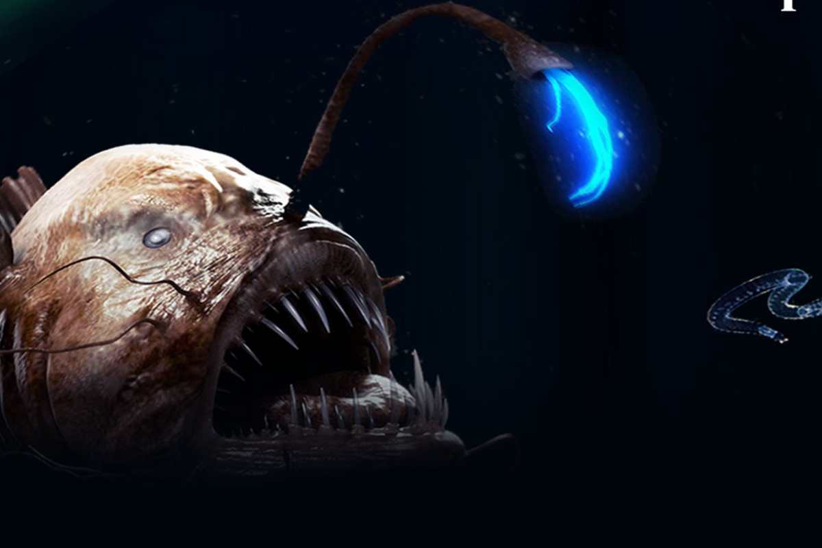 les requins et les abysses