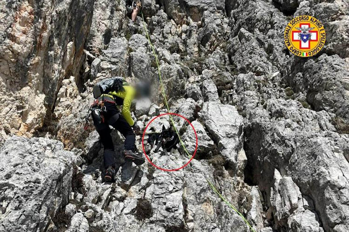 Ils attachent un petit chien au pied d'un mur pour aller grimper, le Secours Alpin sauve l'animal, trouvé seul et effrayé