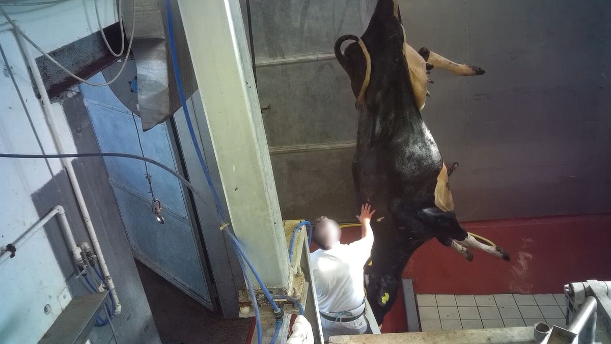 Abattoir 2