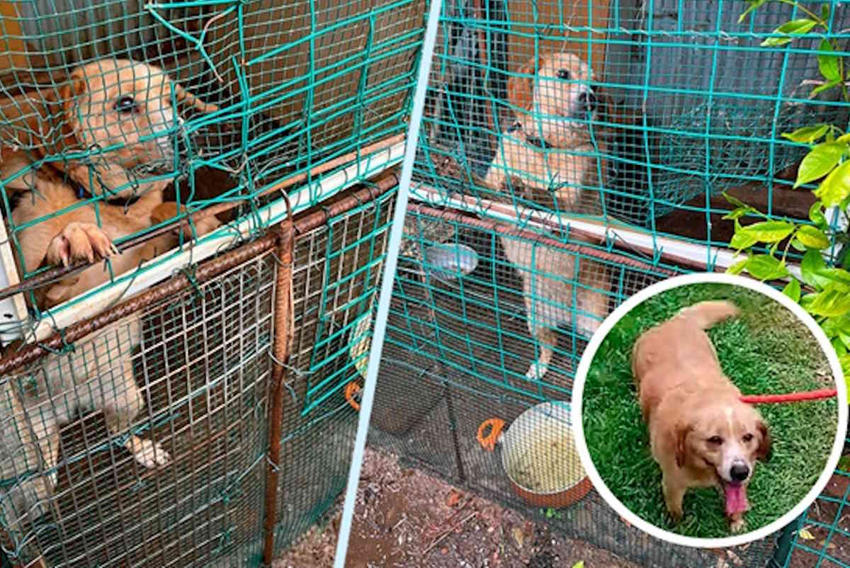 Attaché à une courte chaîne dans un poulailler microscopique, sauvé comme chien dans la région de Varèse.  Maintenant cherche une maison