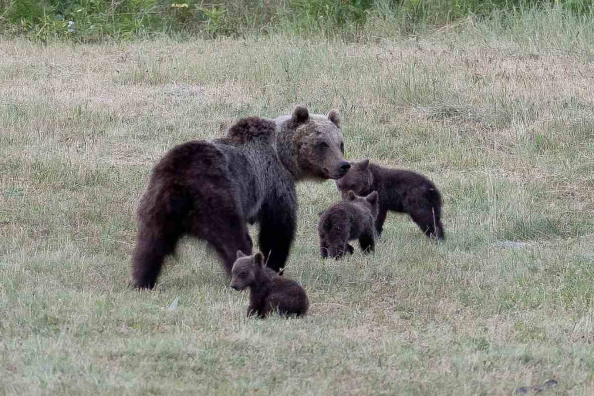 SOS Orso