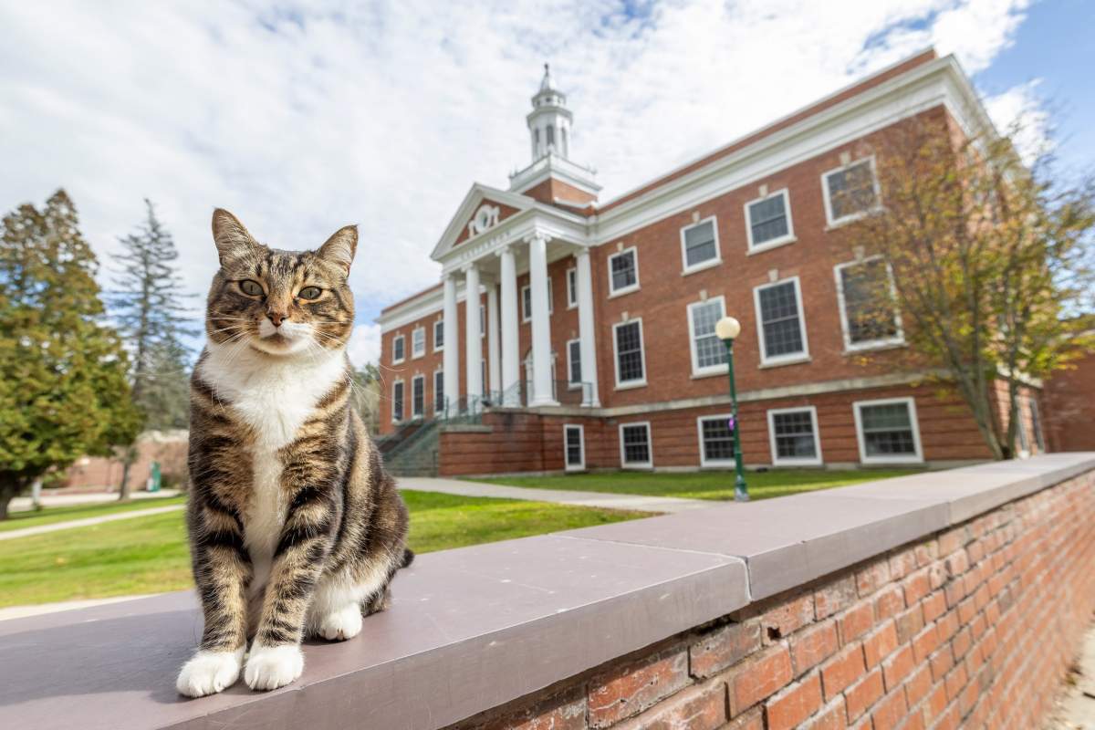 Gatto università
