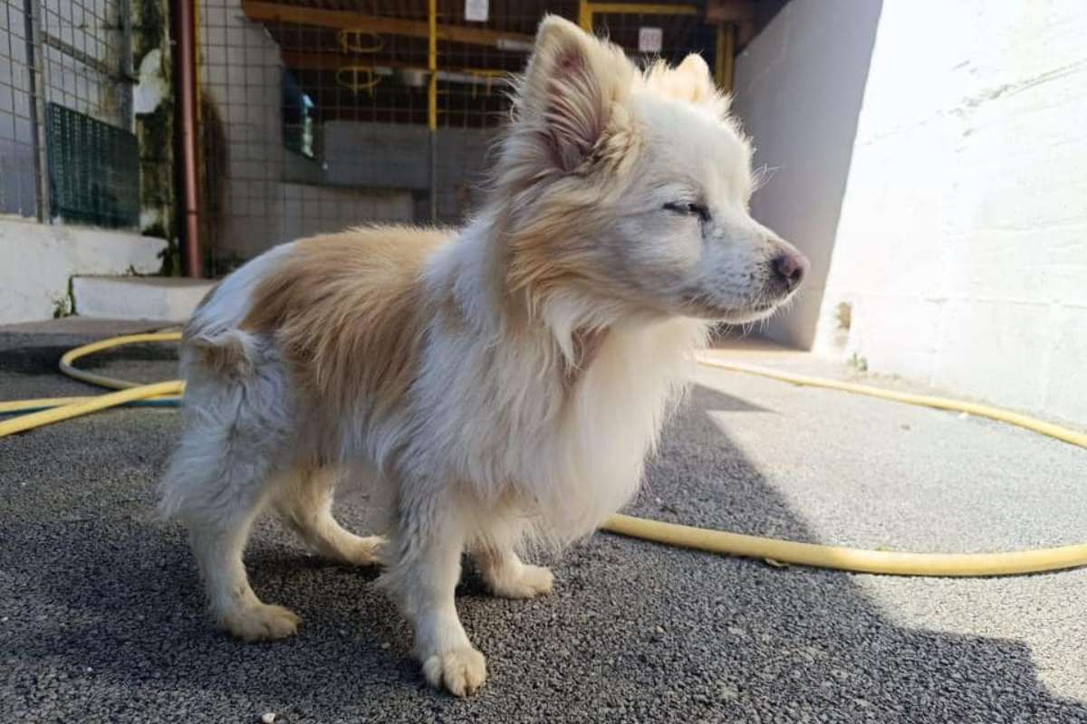 Miro cane ipovedente