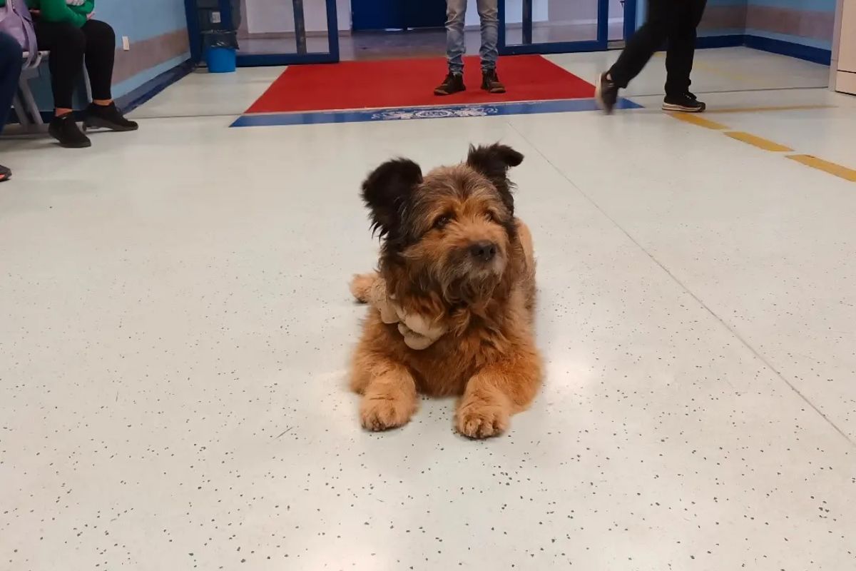 Cane pronto soccorso