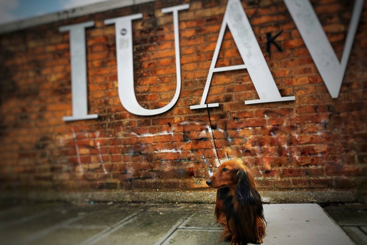 Università Venezia animali