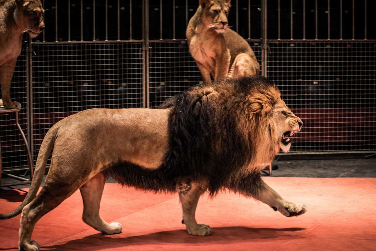 leone circo