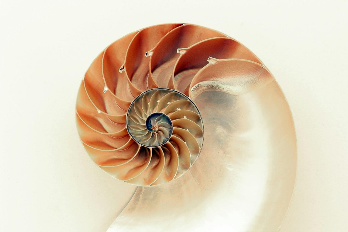 Geometria della vita cellule morbide