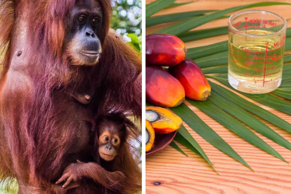 oranghi olio di palma