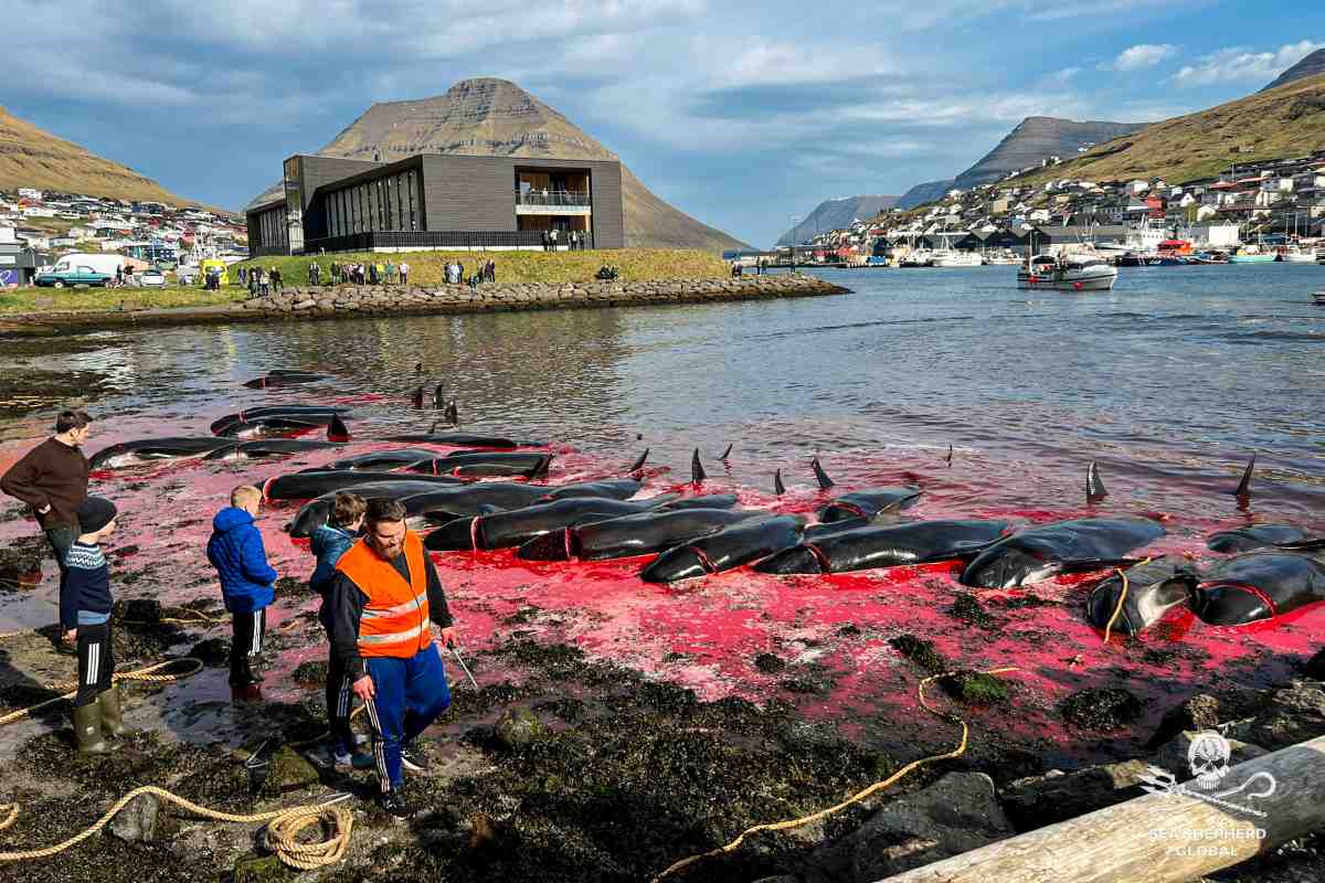 Isole Faroe cetacei