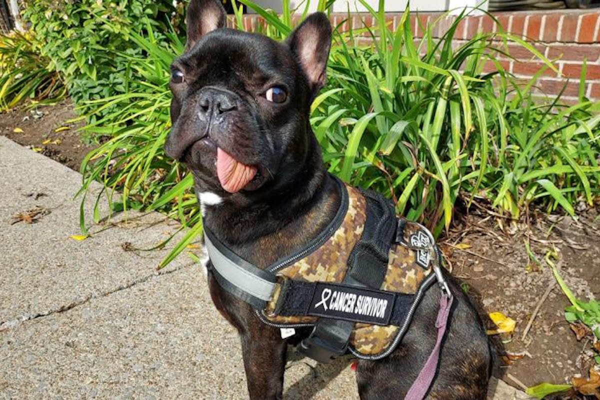 bulldog mandibola ricresciuta