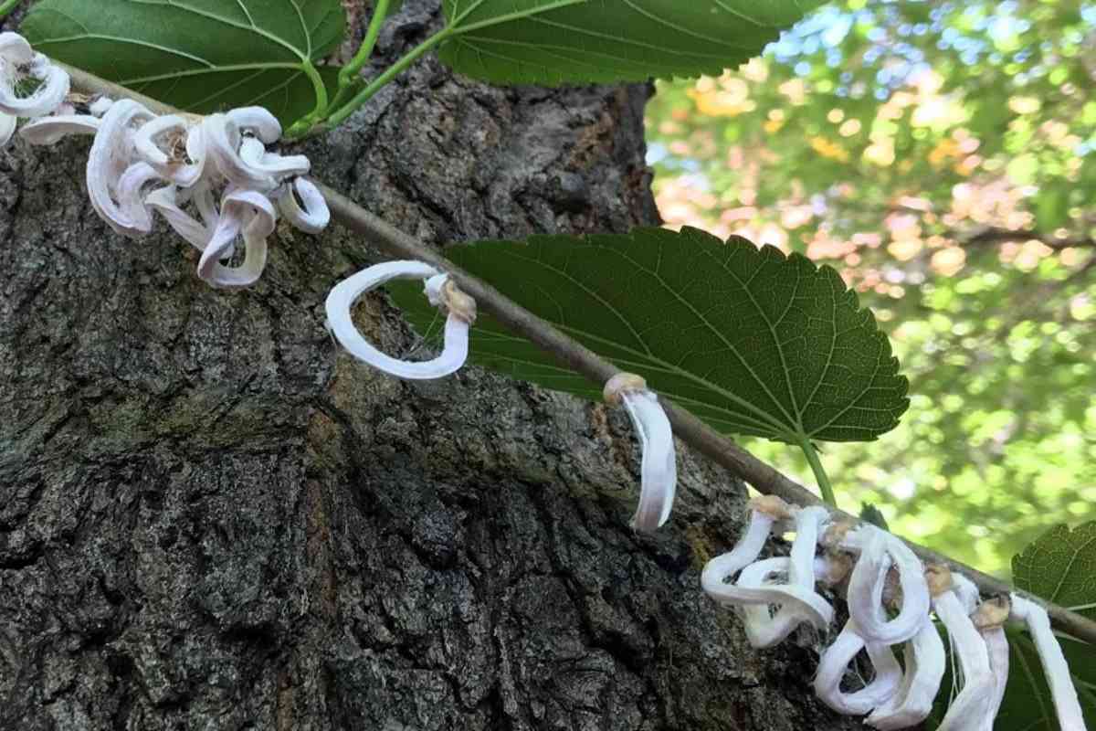 Takahashia Japonica