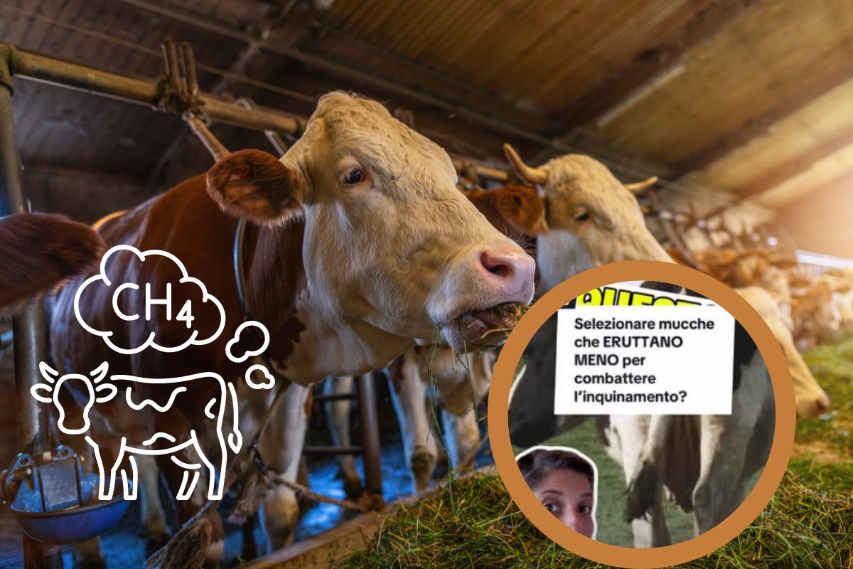mucche selezione