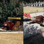Cheval mort de faim au Palais Royal de Caserte, la Cour Suprême confirme la condamnation de l'ancien cocher : c'est une sentence historique