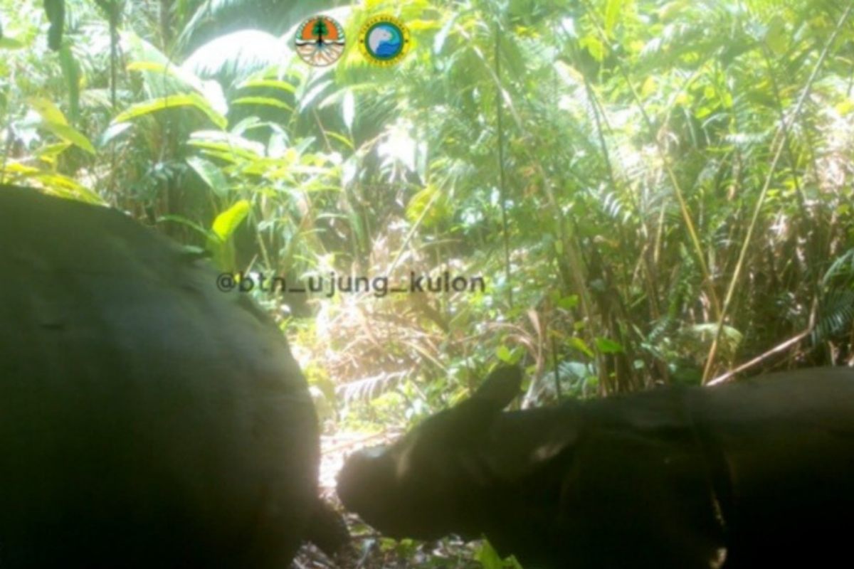 Rinoceronte di Giava 2