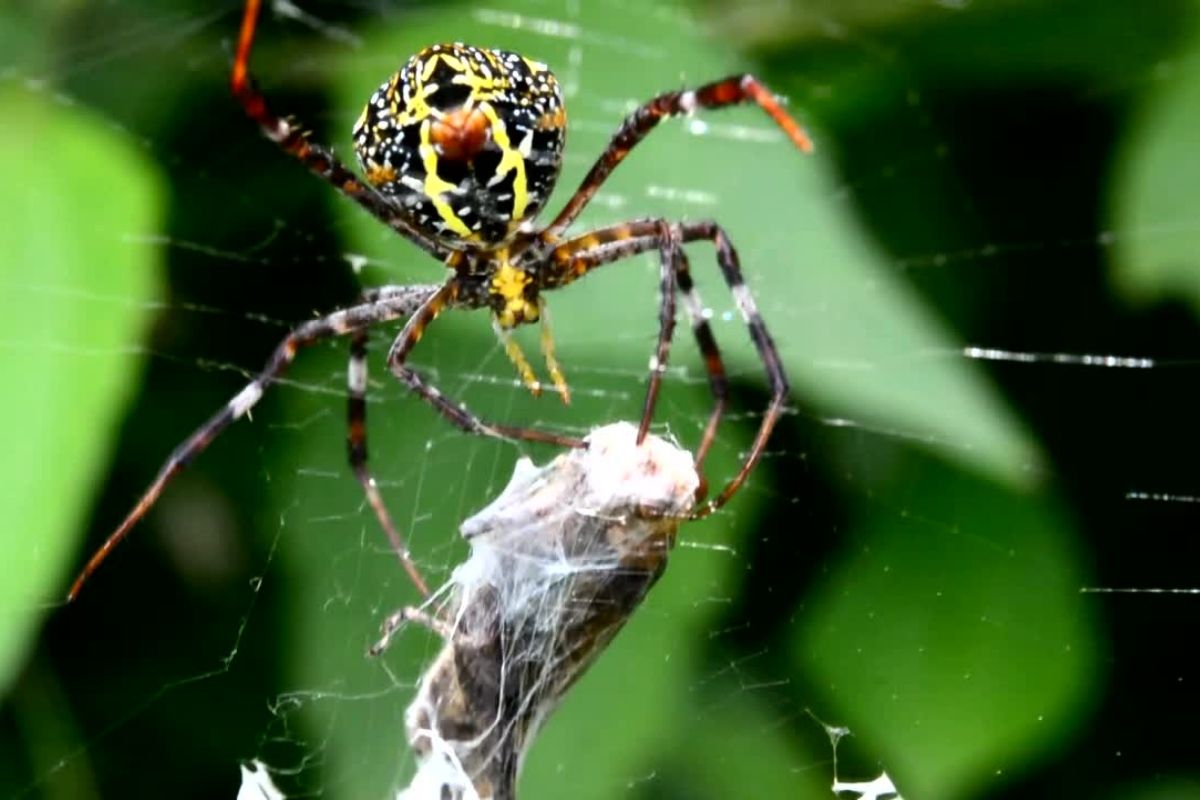araignée Joro 2