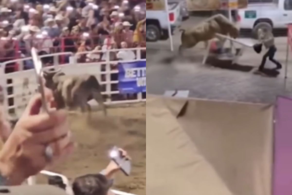 Un taureau s'échappe d'une arène de rodéo aux USA (et blesse 5 personnes)