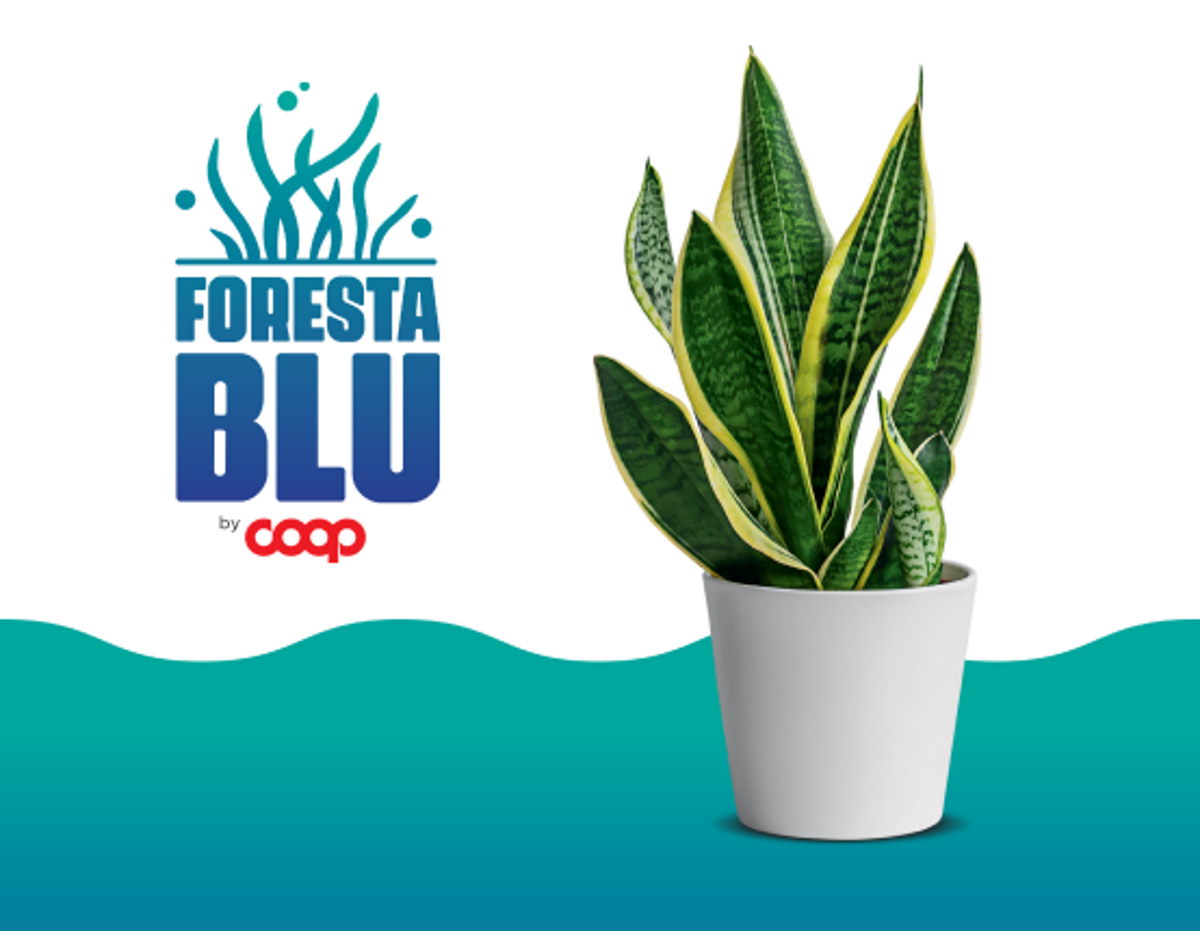 coopérative de sansevieria