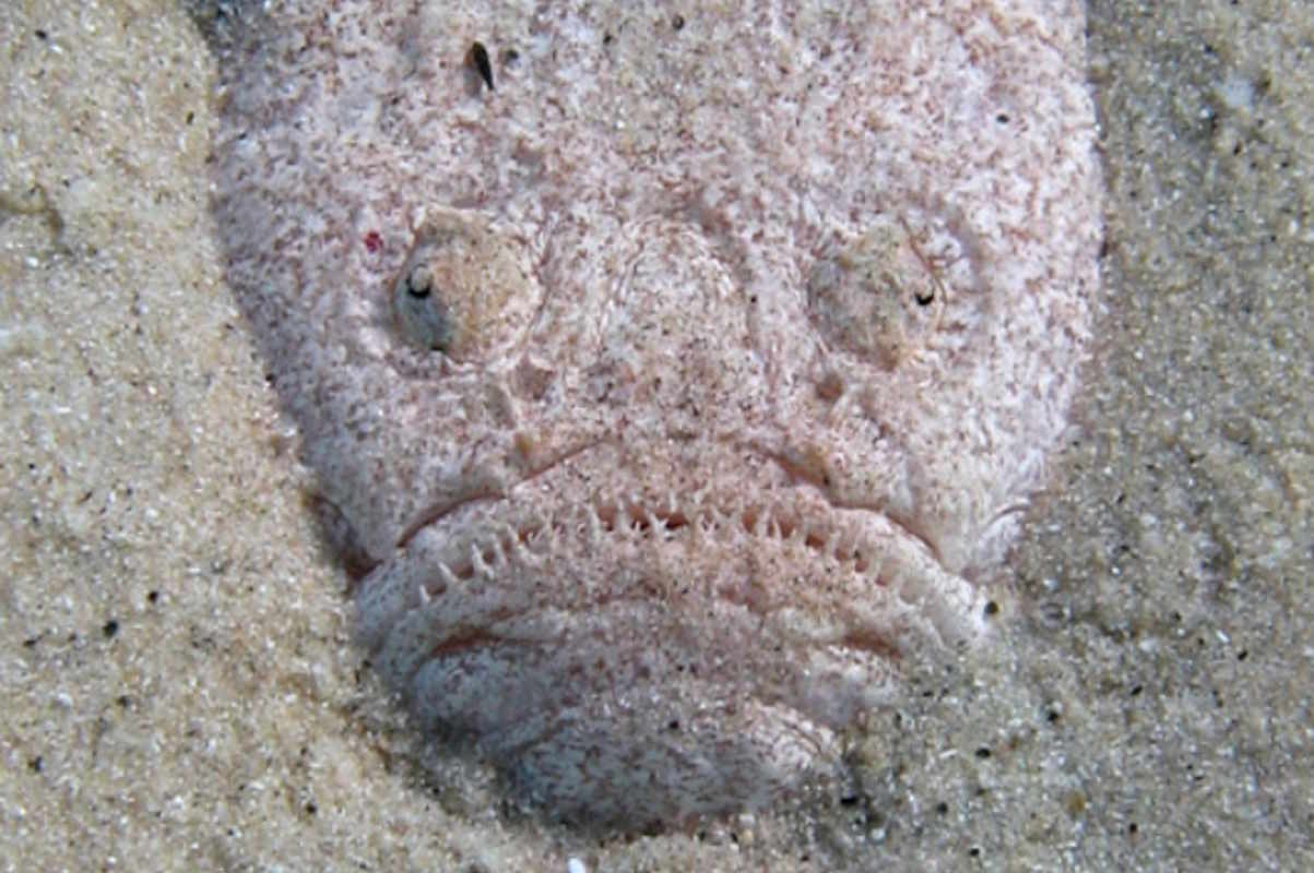 Ils se cachent dans le sable, attention : vous avez peut-être marché sur un poisson prêtre (sans vous en rendre compte)