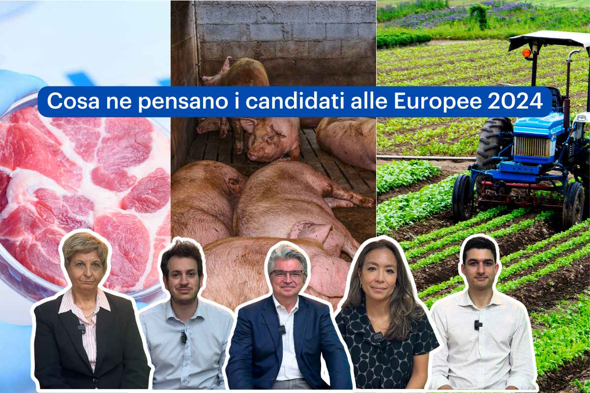 candidati allevamenti intensivi