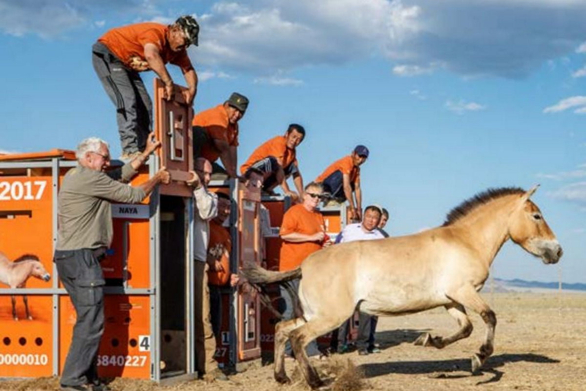 Après 200 ans d'absence, les chevaux sauvages sont de retour dans les steppes du Kazakhstan : leur libération dans la nature est passionnante