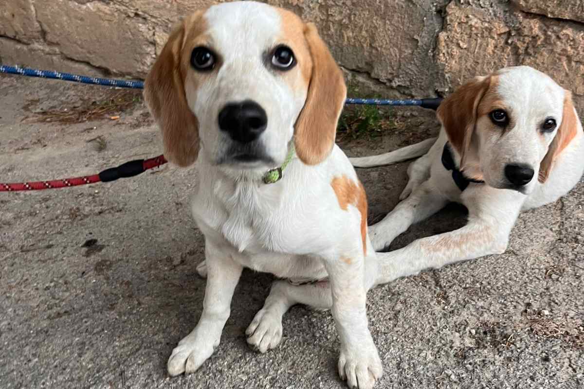 Beagle porto di Bari