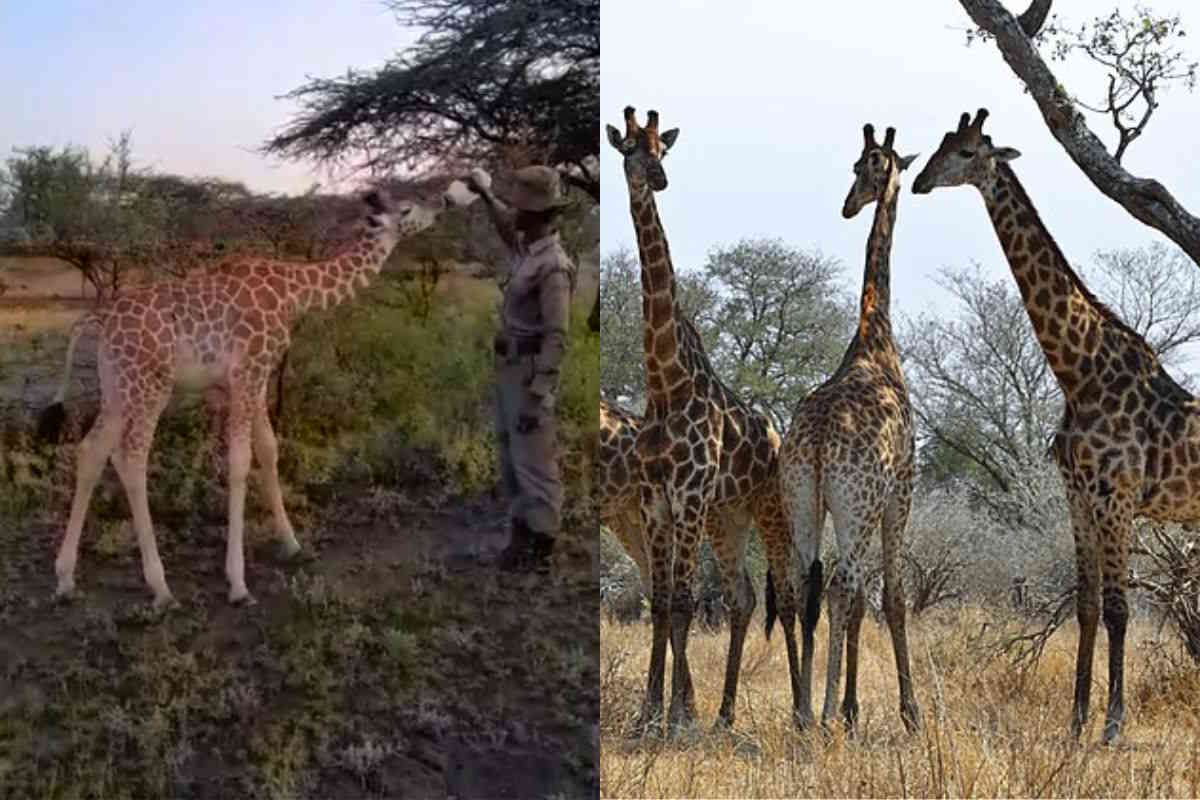 giraffe